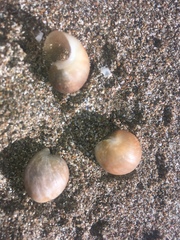 Papawera zelandiae