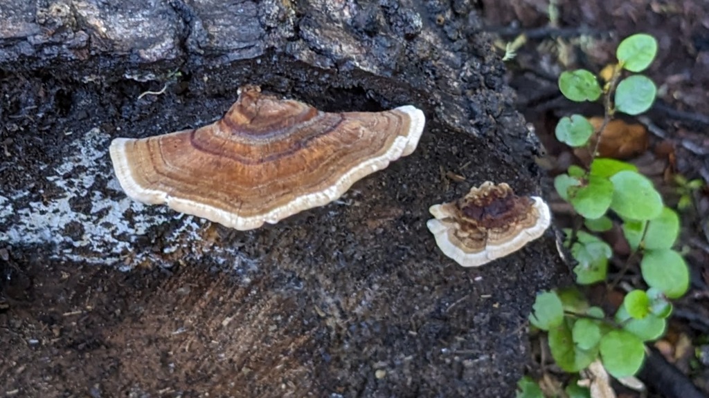 Trametes versicolor · April 2025 · photo: © kylieh (iNaturalist, cc-by)