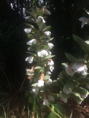 Acanthus mollis