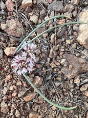 Allium simillimum, photograph (c) Mark Pollock, some rights reserved (CC BY)
