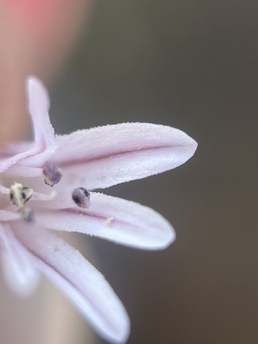 Allium simillimum, photograph 4