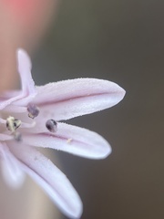 Allium simillimum, photograph (c) Mark Pollock, some rights reserved (CC BY)