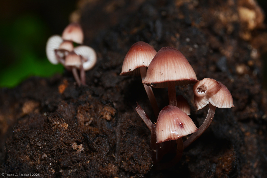 Mycena haematopus · April 2025 · photo: © tomascarper (iNaturalist, cc-by)