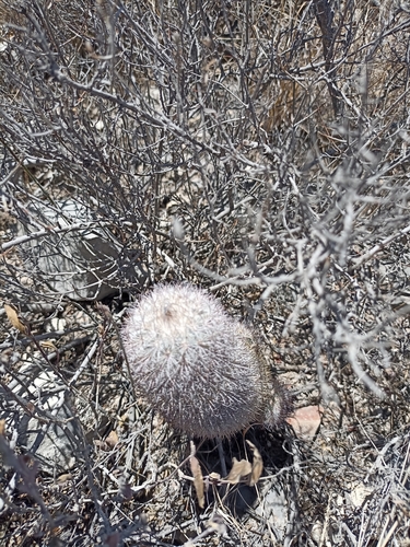 Image of Mammillaria pottsii by (c) Francisco Martínez González, some rights reserved (CC BY-SA)