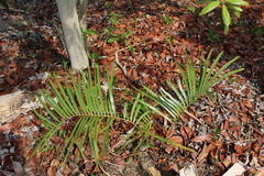 Zamia loddigesii