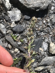 Artemisia genipi
