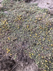 Senecio humillimus