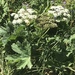 Heracleum sphondylium elegans - Photo (c) Muriel Bendel, some rights reserved (CC BY-NC), uploaded by Muriel Bendel