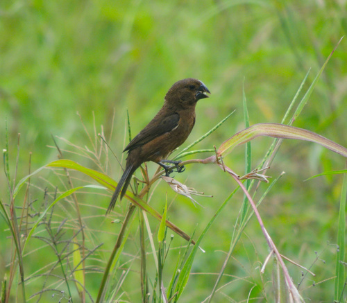 Nicaraguan Seed Finch (Sporophila nuttingi), photo 6
