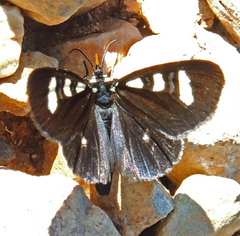 Alypiodes bimaculata