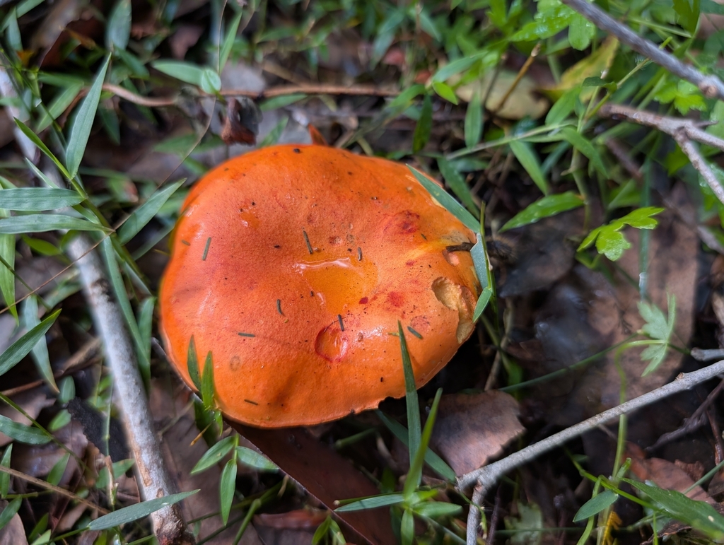Tylopilus balloui · April 2025 · photo: © teacay (iNaturalist, cc-by-nc)