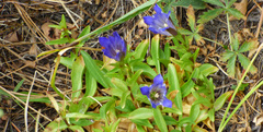 Gentianeae