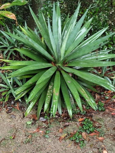 Foto de Piteira