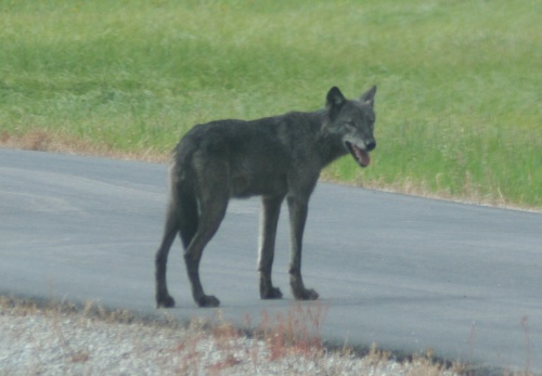 Gray Wolf photographed in Montana