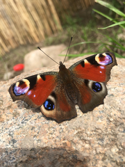 Aglais io