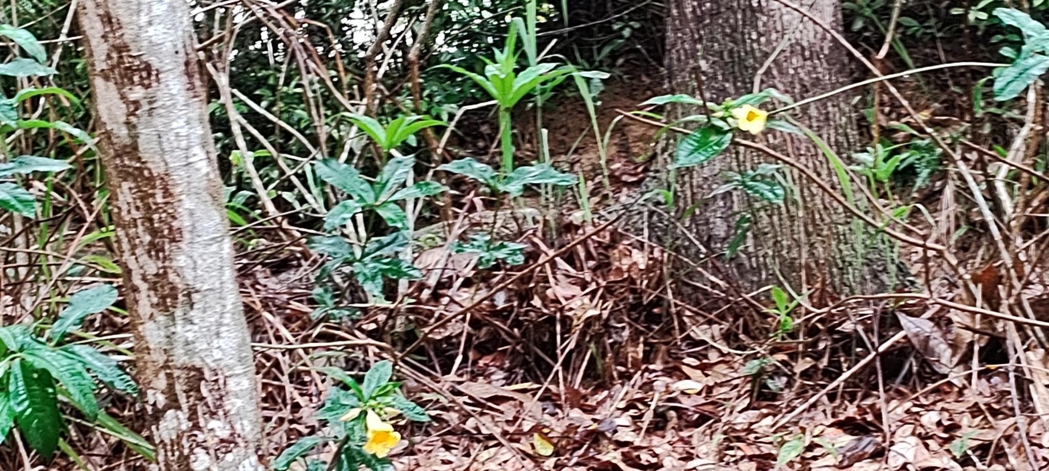 Imagem de Allamanda-anã