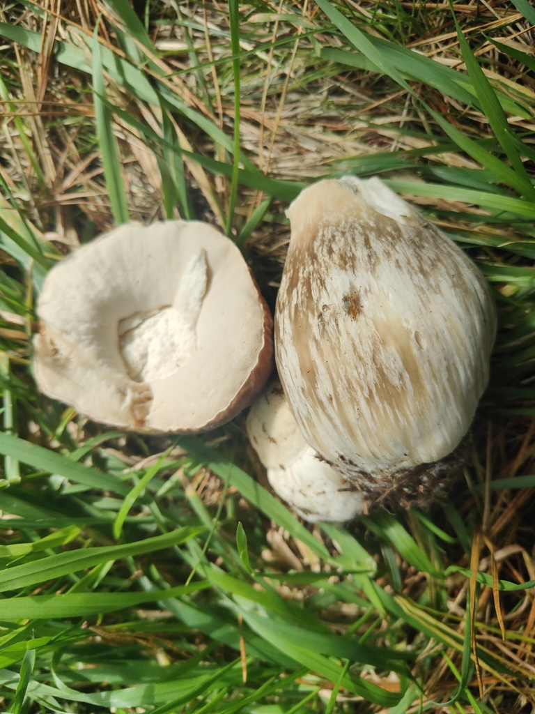 Boletus edulis · April 2025 · photo: © holly_fletcher (iNaturalist, cc0)