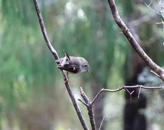 Petroica macrocephala toitoi