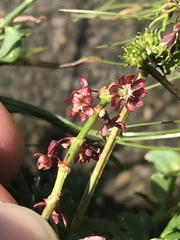 Rumex nivalis