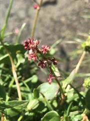 Rumex nivalis