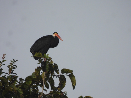 Storm's Stork (Ciconia stormi), photo 5
