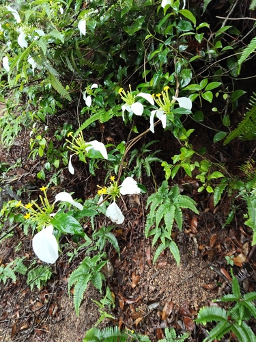 Mussaenda-branca