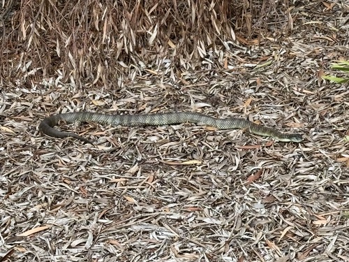 Eastern Tiger Snake sighting
