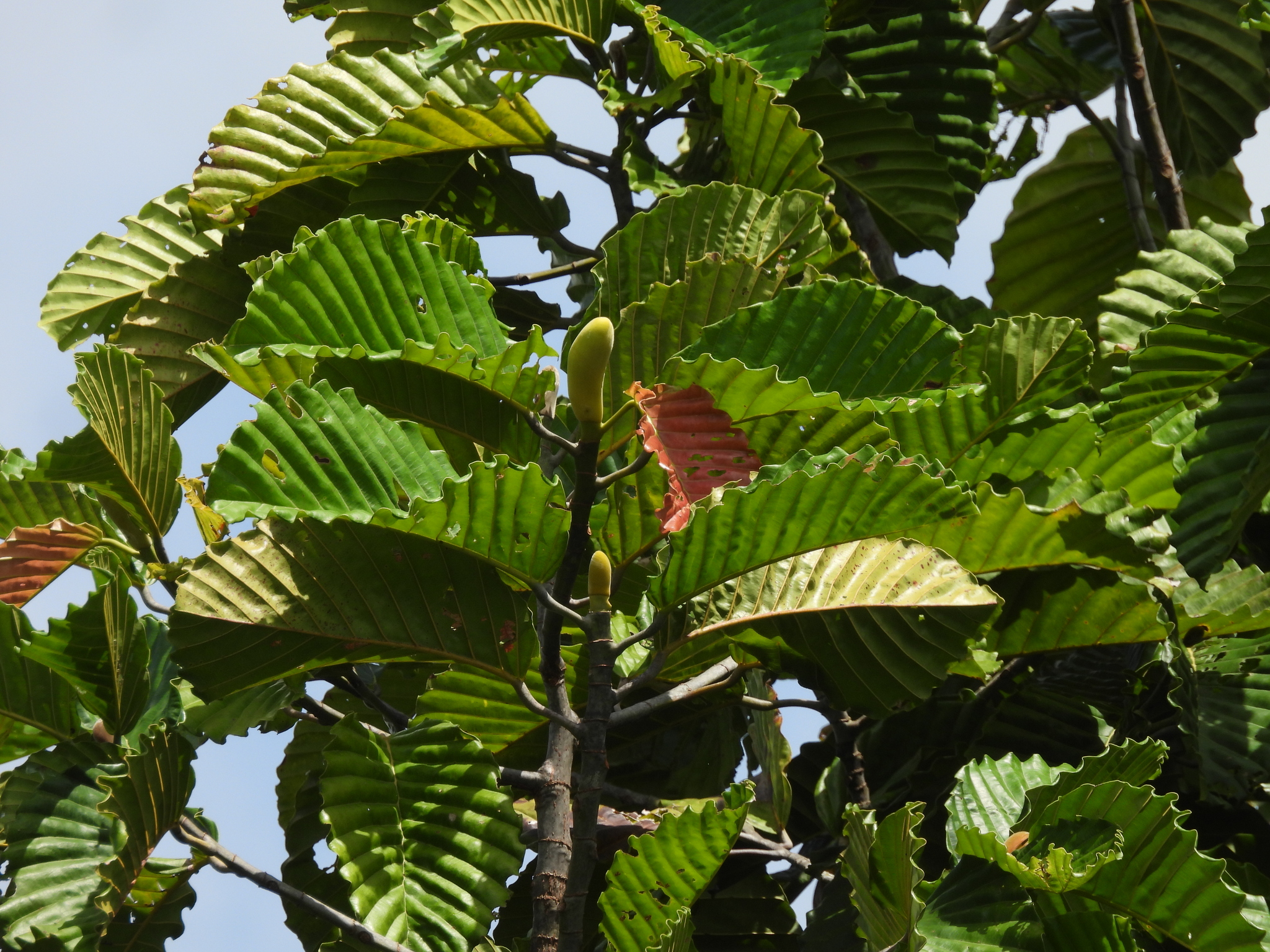 Dipterocarpus applanatus