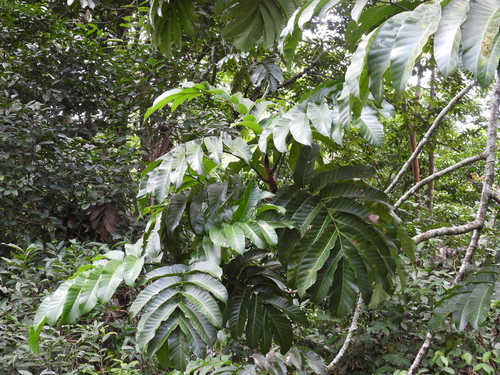 Artocarpus anisophyllus (Artocarpus anisophyllus)