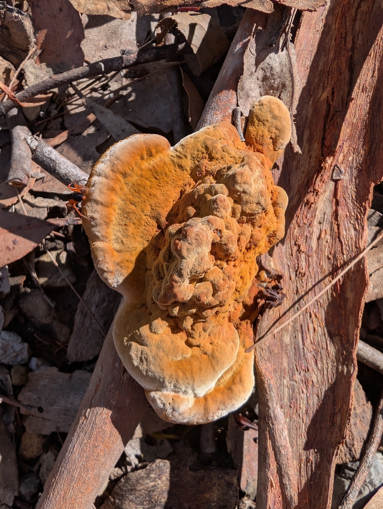 Piptoporus australiensis · April 2025 · photo: © teacay (iNaturalist, cc-by-nc)