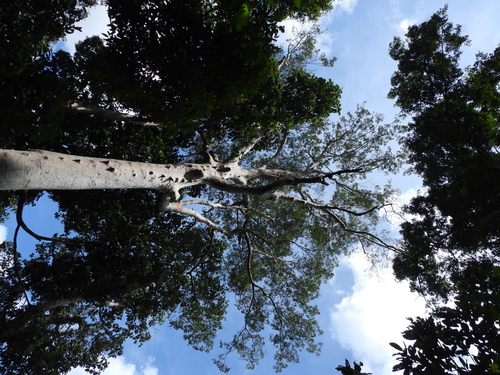 Koompassia excelsa, photograph 6