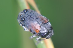 Megalostomis dimidiata