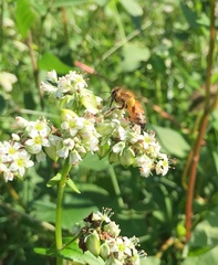Fagopyrum esculentum