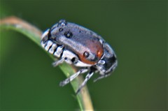 Megalostomis dimidiata