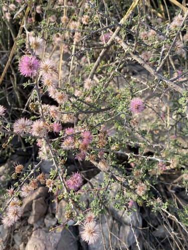 Mimosa turneri
