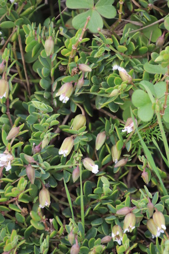 Roepera sessilifolia (Roepera sessilifolia)