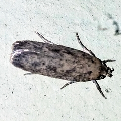 Platyedra subcinerea