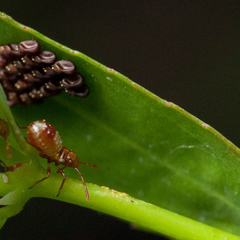 Chariesterus antennator