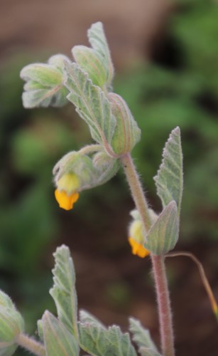 Image of Hermannia althaeifolia by (c) Tony Rebelo, some rights reserved (CC BY-SA)