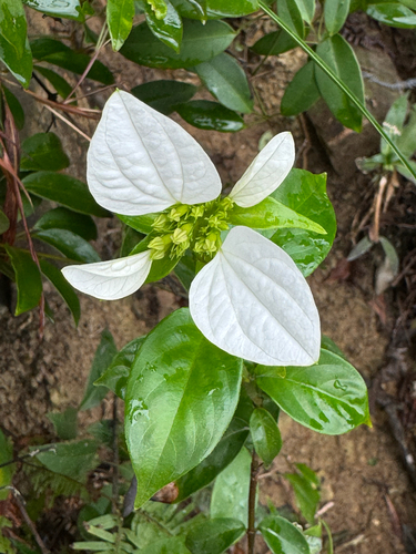 Foto de Mussaenda-branca