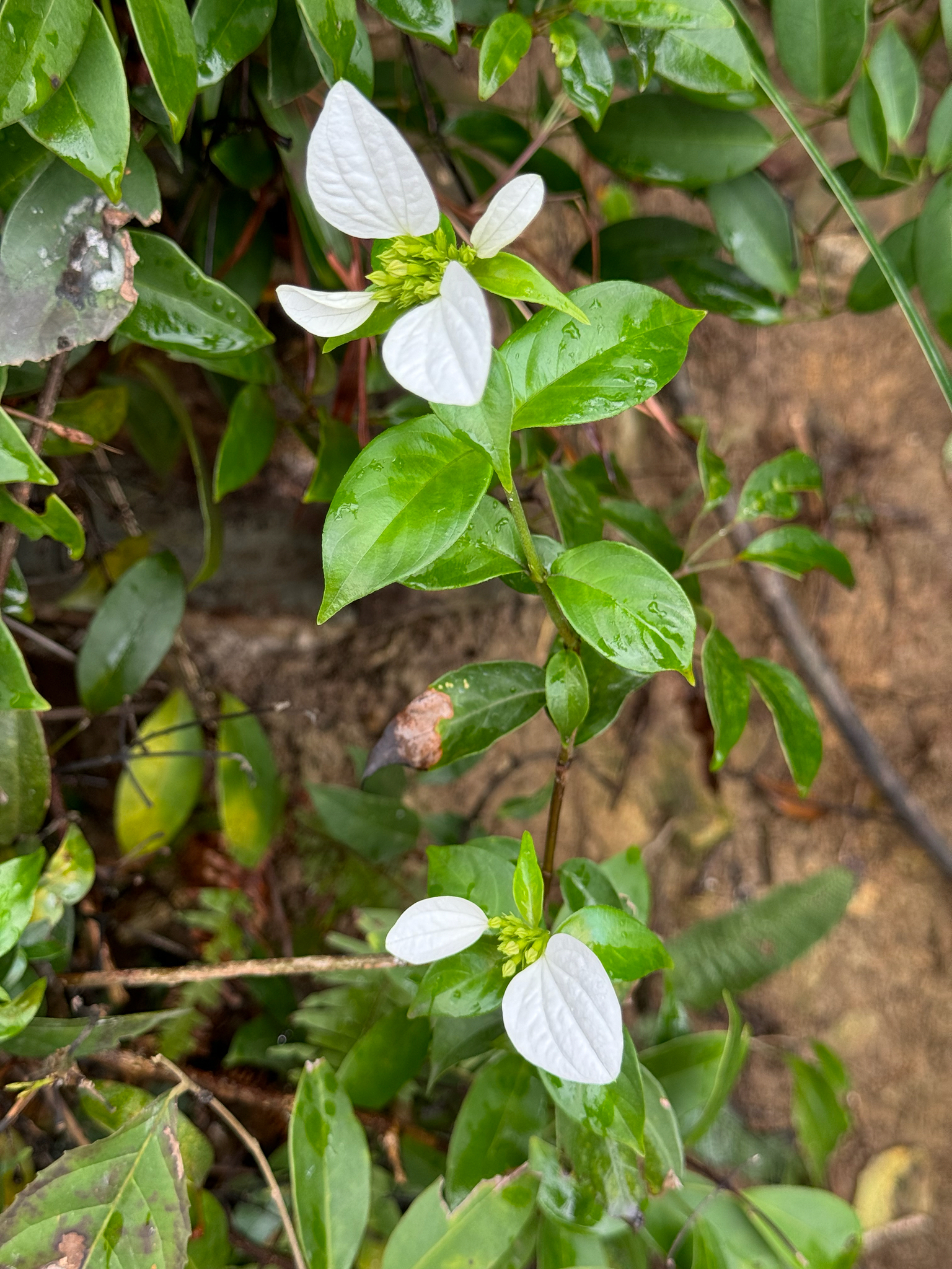 Imagem de Mussaenda-branca