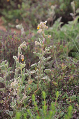 Image of Hermannia althaeifolia by (c) Tony Rebelo, some rights reserved (CC BY-SA)