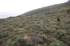 Lobostemon argenteus