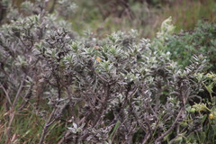 Lobostemon argenteus