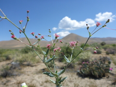 Eriogonum gracillimum