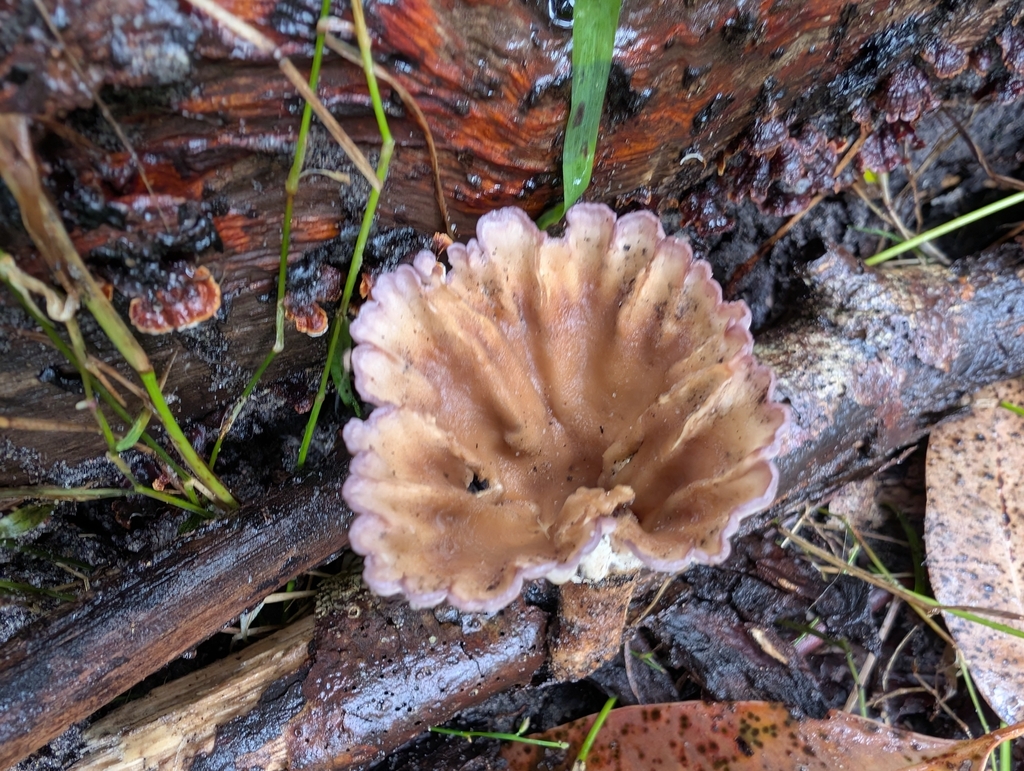 Cymatoderma elegans · April 2025 · photo: © teacay (iNaturalist, cc-by-nc)