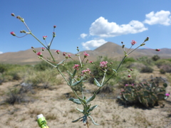 Eriogonum gracillimum