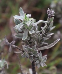 Lobostemon argenteus