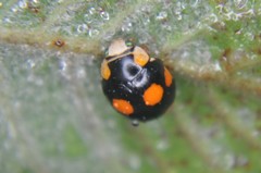 Brachiacantha decora