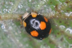Brachiacantha decora